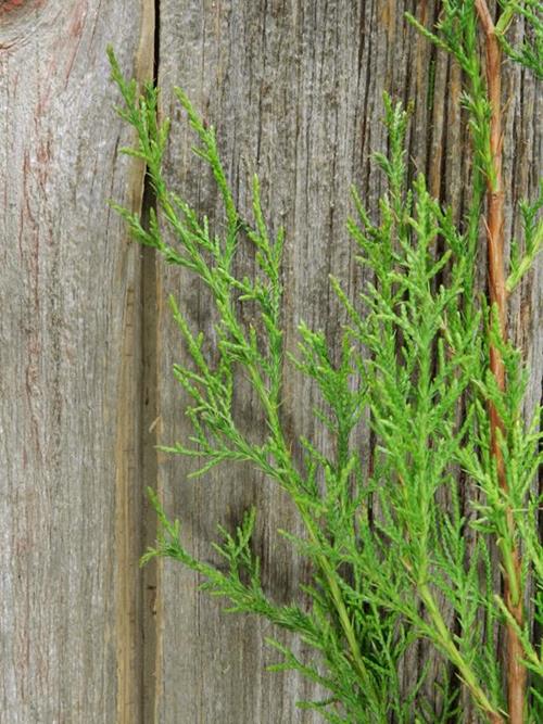 REDWOOD CEDAR CHRISTMAS GREENS